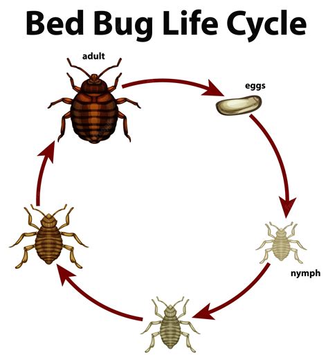 Unraveling the Life Cycle of Bed Bugs