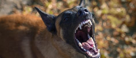 Unraveling the Link Between Canine Rexing and Emotional Experiences During Sleep