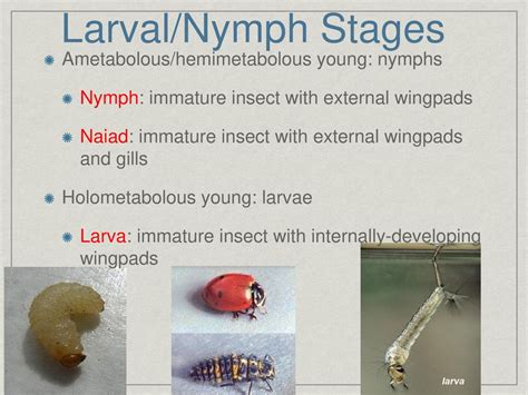 Unraveling the Link Between Larva Reveries and Survival Instincts