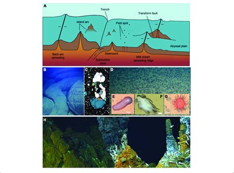 Unraveling the Mysteries: Scientific Research on the Abyssal Pool