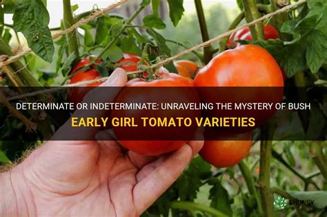 Unraveling the Mysteries of Tomato Heists: Sociological Perspectives