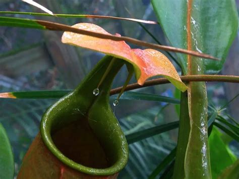 Unraveling the Mysterious Feeding Habits of the Terrifying Carnivorous Plant