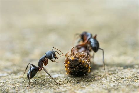 Unraveling the Mystery: Deciphering the Symbolic Meaning of Ants