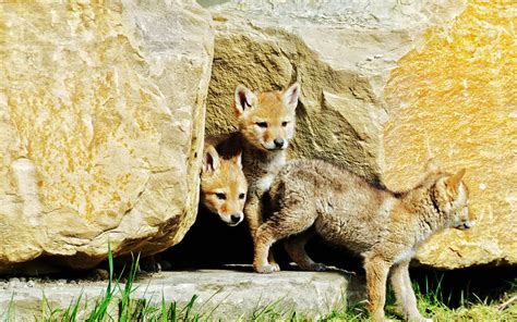 Unraveling the Mythical Realm of Beautiful Coyote Pups