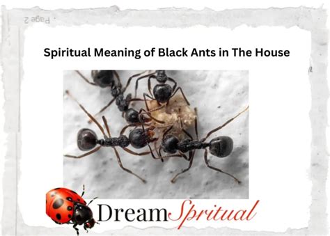 Unraveling the Personal Significance of Ant-Capturing Dreams