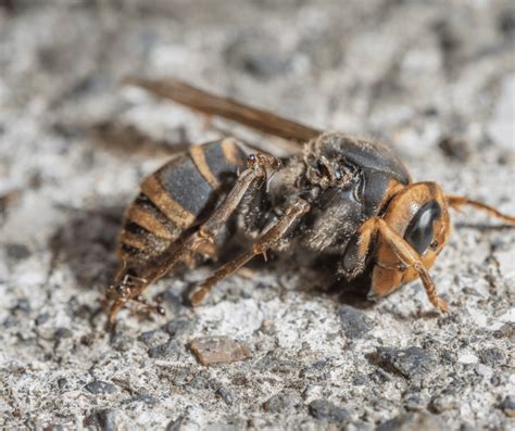 Unraveling the Potential Psychological Significance of Wasp Attack Nightmares