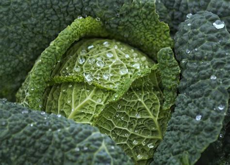 Unraveling the Psychological Significance of Pilfering Vegetables: A Deep Dive into the Mind