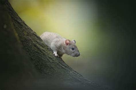 Unraveling the Psychological Significance of Rat Bite Dreams