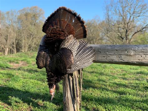 Unraveling the Psychology Behind Pursuing the Elusive Game of Turkey Hunting