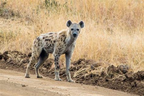 Unraveling the Reasons Behind Unsettling Nighttime Encounters with Hyenas