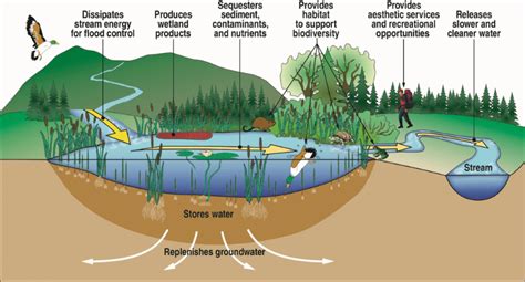 Unraveling the Relationship Between Dreams, Wetlands, and Personal Development