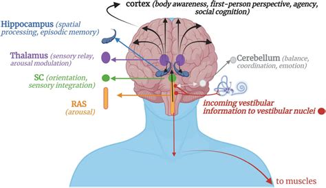 Unraveling the Role of Stress and Anxiety in Dreams Involving Expectorating Bloody Phlegm