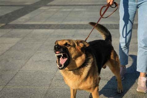 Unraveling the Significance of Canine Aggression: Decoding the Implications