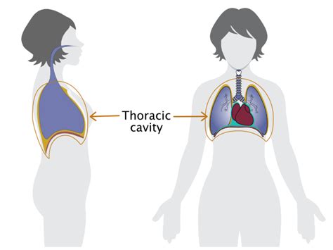 Unraveling the Significance of Enigmatic Stabbing Sensations in the Thoracic Cavity