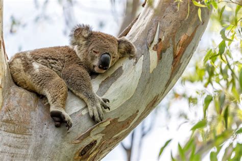 Unraveling the Significance of Koala Aggression in the Realm of Dreams