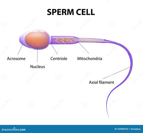 Unraveling the Significance of Sperm Cell Symbolism in Dreams