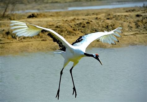 Unraveling the Symbolic Threads: Understanding the Significance of Crane in Dream Imagery