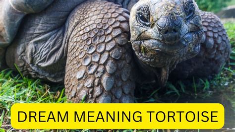 Unraveling the Symbolism: Tortoise as a Representation of Patience and Longevity