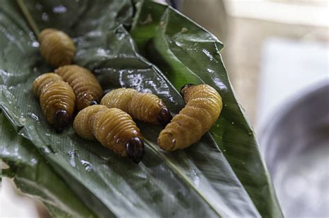 Unraveling the Symbolism Behind Nightmarish Visions of Larvae Invading Edibles