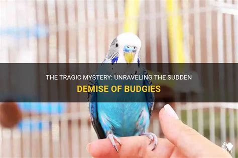 Unraveling the Symbolism Behind a Budgie's Demise in Oneiric Experiences