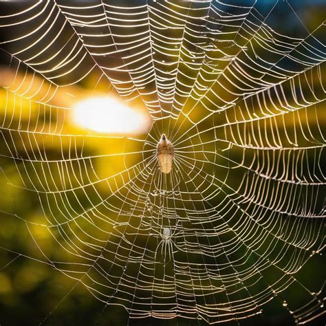 Unraveling the Symbolism of Creepy Crawlies in Your Dreams