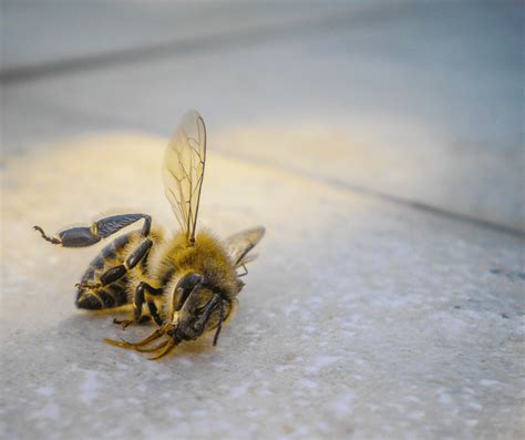 Unraveling the Symbolism of Dreams Involving Lifeless Bees