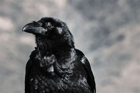 Unraveling the Symbolism of Dreams Involving Ravens or Crows