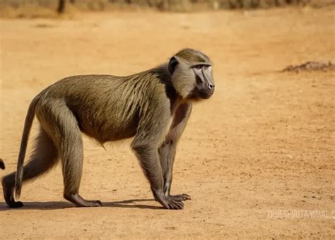 Unraveling the Symbolism of Grasping a Primate