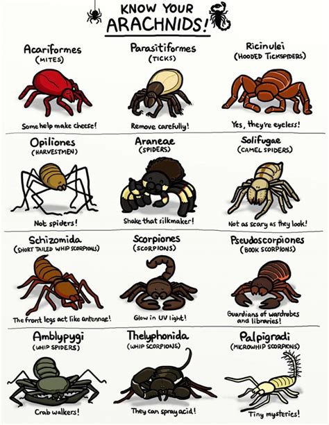 Unraveling the Various Categories of Arachnid Visions and Their Interpretative Meanings