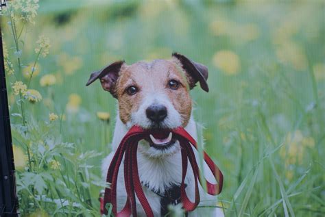 Untangling Loneliness: Combating Isolation with the Love of a Pet