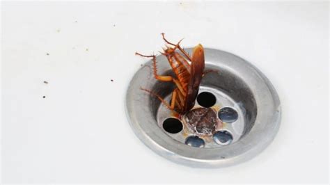 Unusual Dream Encounters: Curious Encounters with Roaches in the Lavatory