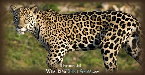 Unveiling Animal Symbolism: Exploring the Leopard's Characteristics Reflected in Pursuit Dreams