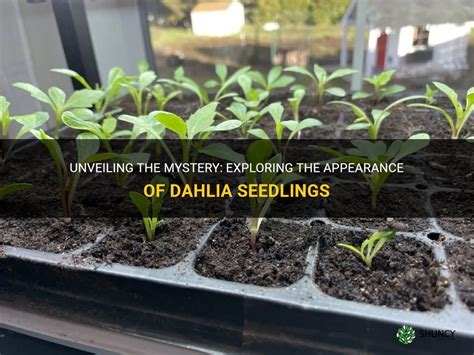 Unveiling Dahlia Polk's Physical Appearance