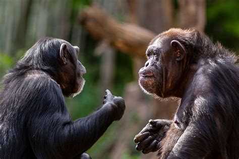 Unveiling New Horizons: Exploring the Potential of Language Acquisition in Chimpanzees