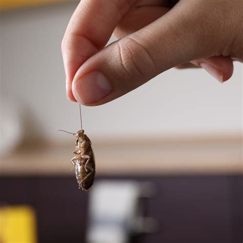 Unveiling the Connection: Cockroach Infestation and Personal Life