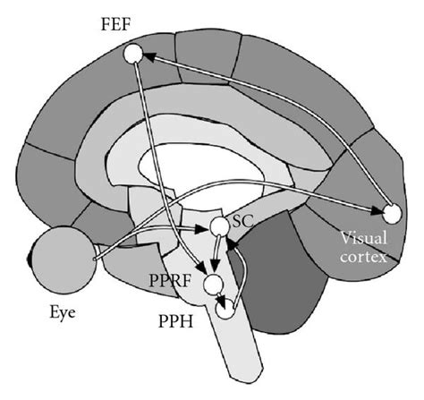 Unveiling the Connection: Investigating the Correlation between Ocular Movements and Neural Activity during Dreaming