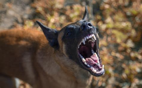 Unveiling the Connection Between Canine Aggression and Fear