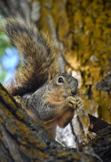 Unveiling the Connection Between Squirrel Dreams and Resourcefulness