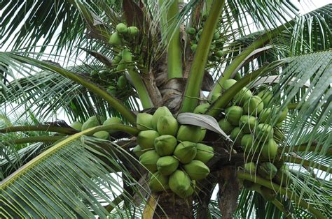 Unveiling the Cultural Significance of Coconut Palms in Exotic Regions