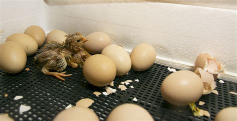 Unveiling the Enchanting Process of Chicken Egg Hatching