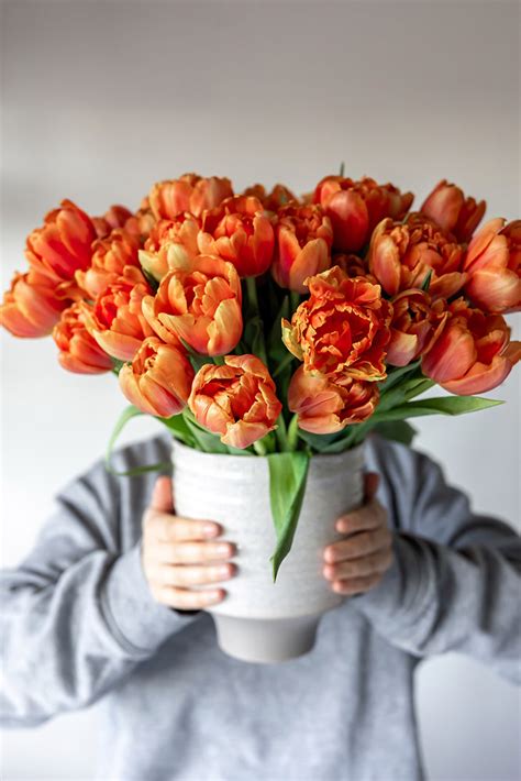 Unveiling the Enigma: Blue Tulips as a Marvel of Botany or Result of Genetic Alteration?