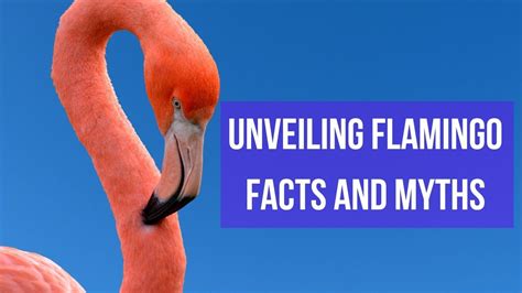 Unveiling the Enigma: The Origin of the Pristine Flamingo