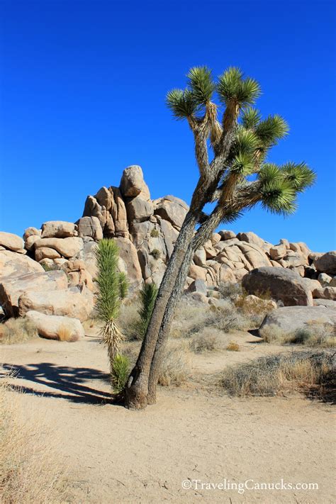 Unveiling the Enigma: What Sets the Extraordinary Joshua Tree Apart?