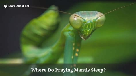 Unveiling the Enigma of Sleeping Patterns in Praying Mantises