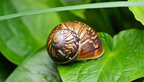 Unveiling the Enigma of Snails