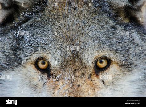 Unveiling the Enigma of a Wolf's Penetrating Stare