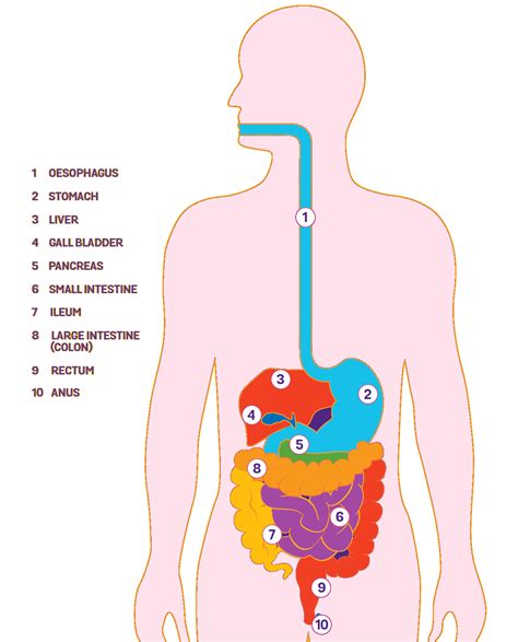 Unveiling the Enigmas: Insight into the Functioning of the Digestive System