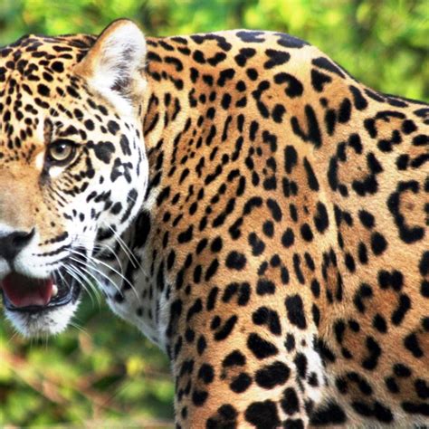 Unveiling the Enigmatic Powers of the Majestic Panthera onca