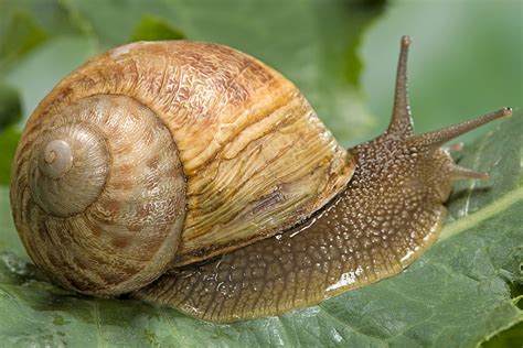 Unveiling the Enigmatic Significance of Pale Gastropods across Cultures