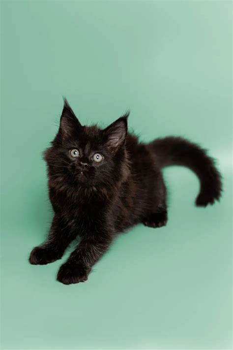 Unveiling the Fascinating History of Ebony Felines as Familiars